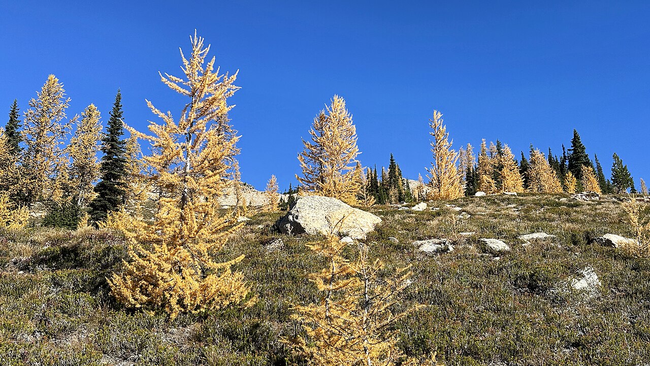 Golden larch trees along the trail near Cutthroat Pass in the North Cascades
