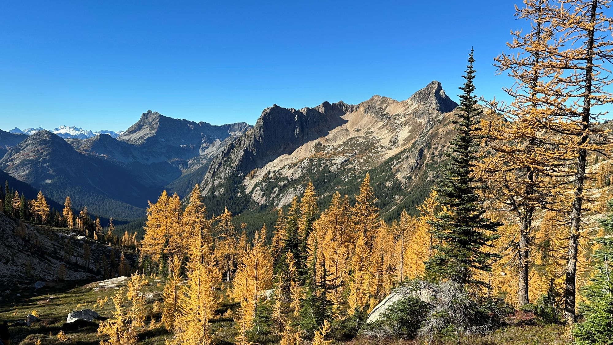 Golden larches near Cutthroat Pass in the North Cascades in fall