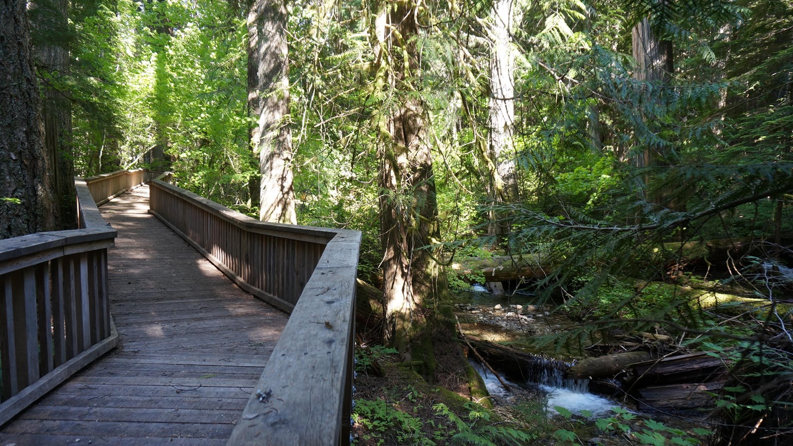 Boardwalk loop through old-growth forest at Happy Creek Forest Walk along Highway 20