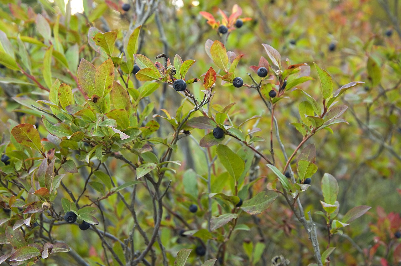 Wild huckleberries growing on a low forest shrub