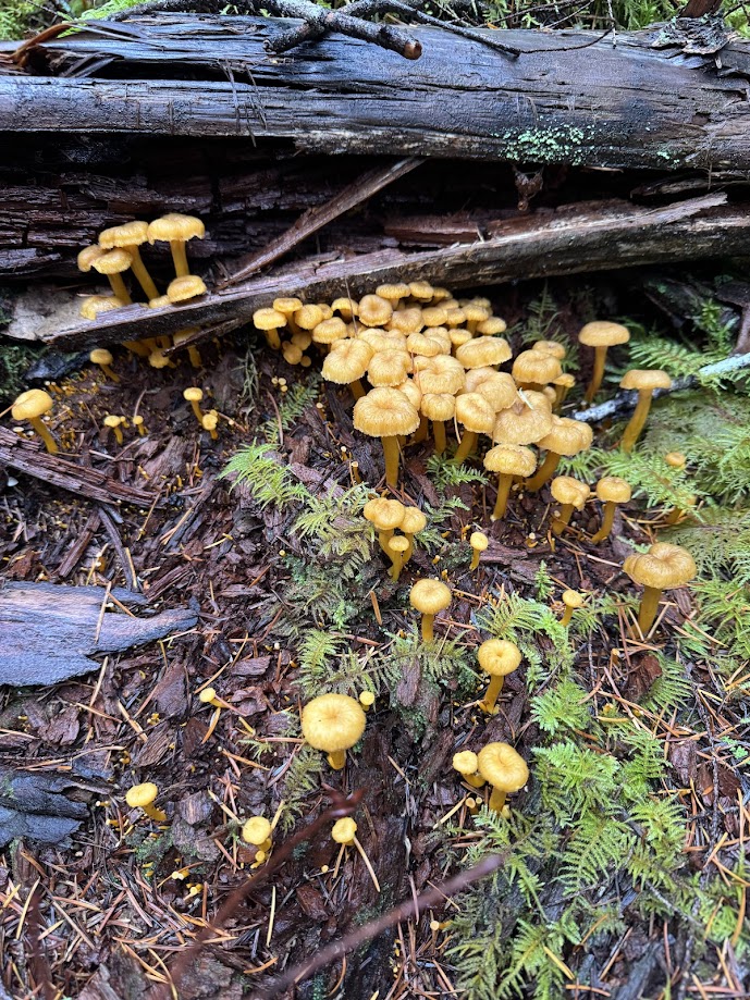 Winter chanterelles, also called yellowfoots