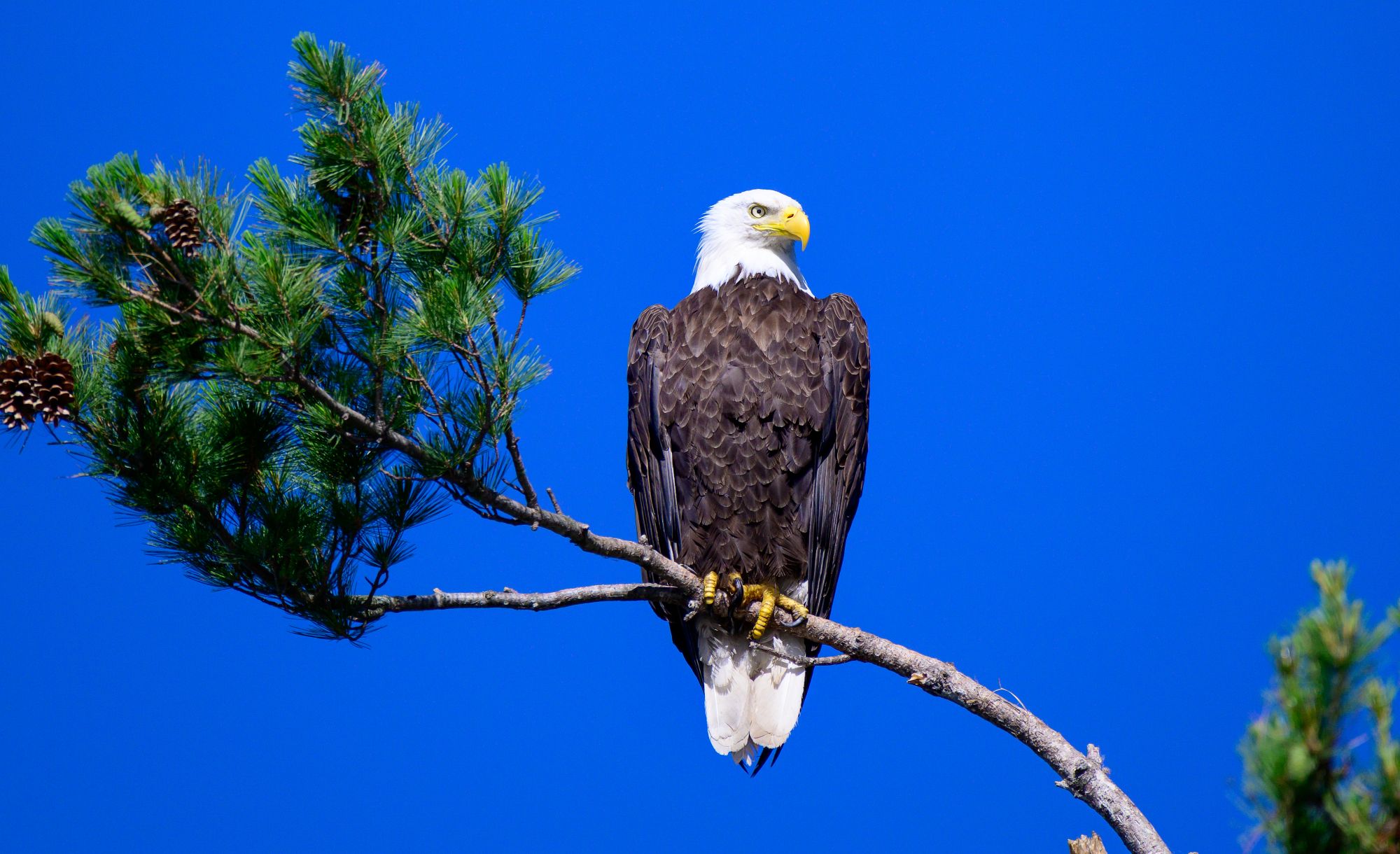Bald eagle perched above the Skagit-style river corridor in winter.