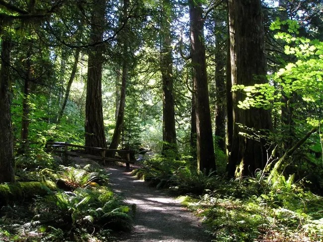 Easy forest trail in the Newhalem area
