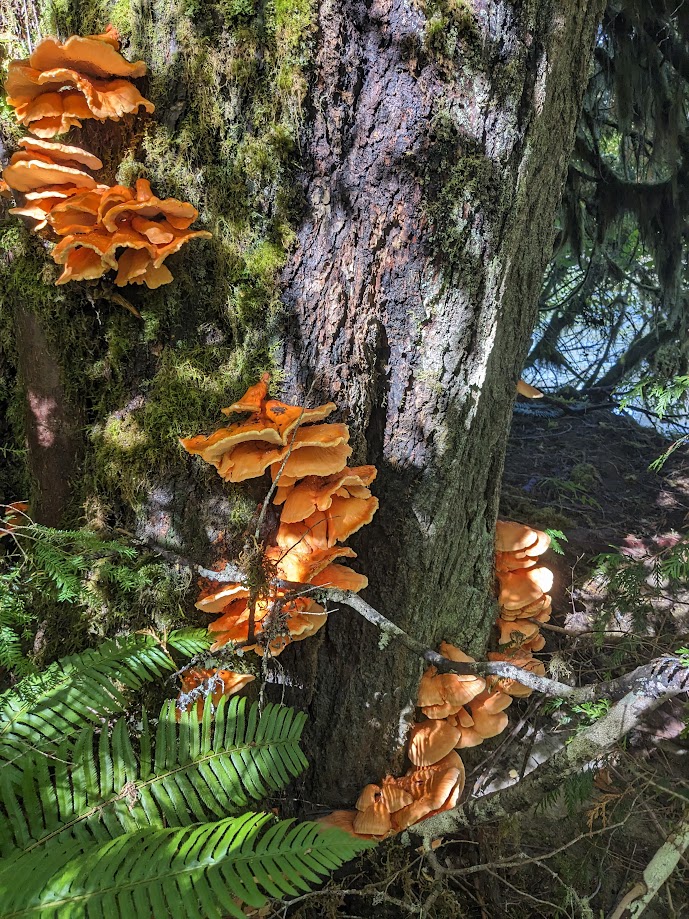 Chicken of the Woods