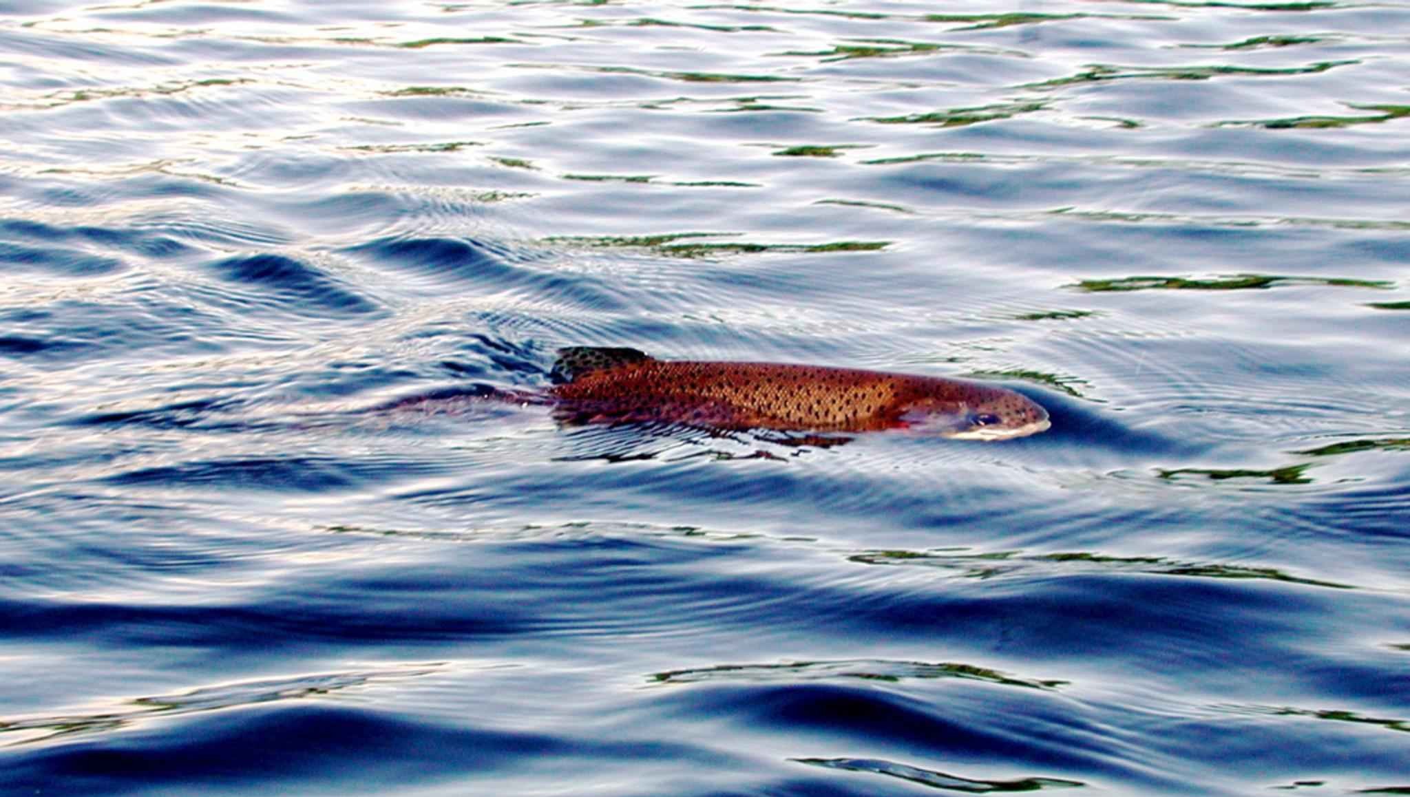 Rainbow trout