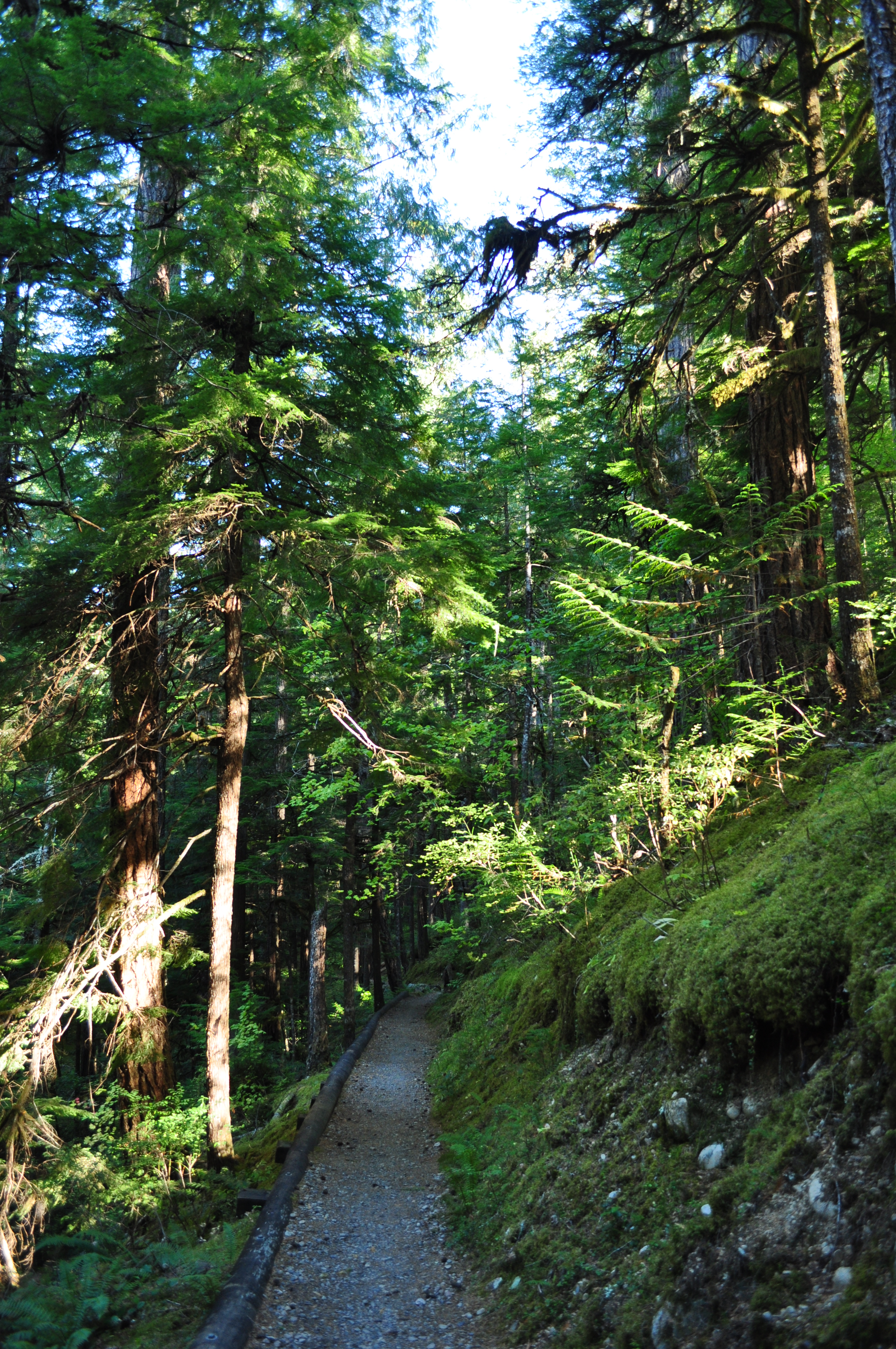 Forest trail near the North Cascades Visitor Center in Newhalem