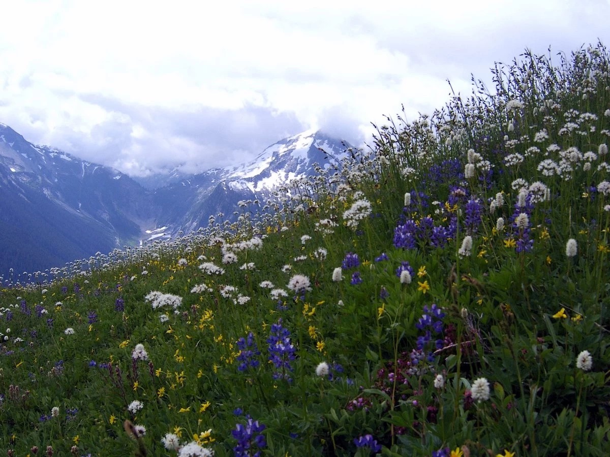 A profusion of wildflowers on Copper Ridge